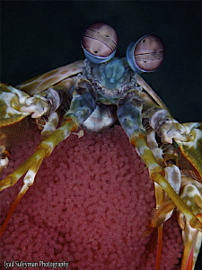 Mantis shrimp with eggs by Iyad Suleyman 